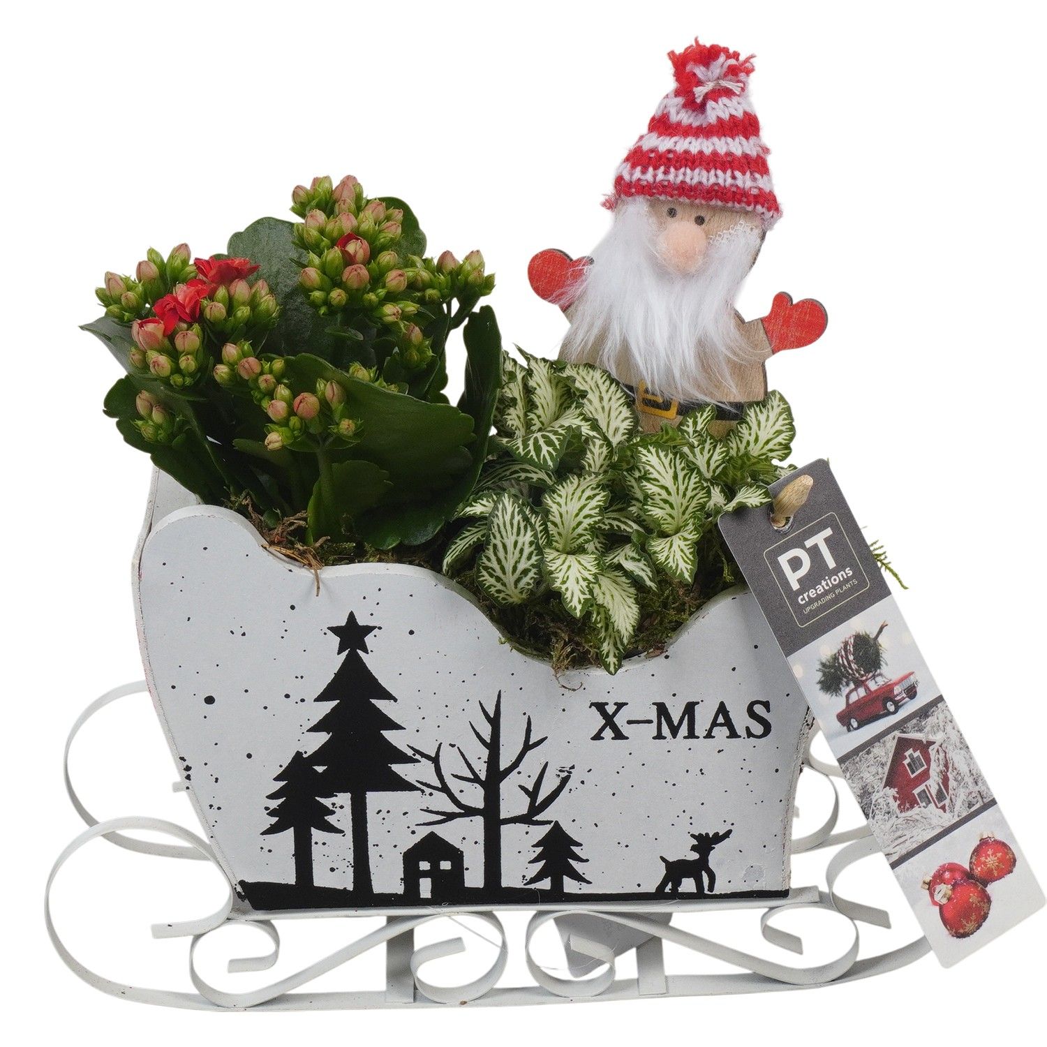 PTCHR7397 Arrangement Christmas Red in houten slee, D 19 cm