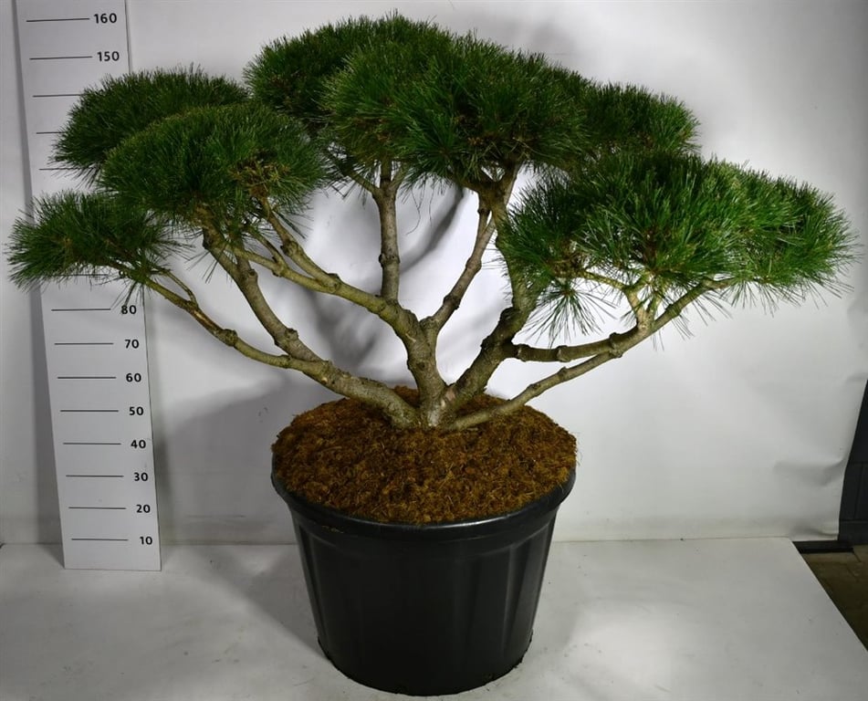 Pinus nigra 'Marie Bregeon', D 80