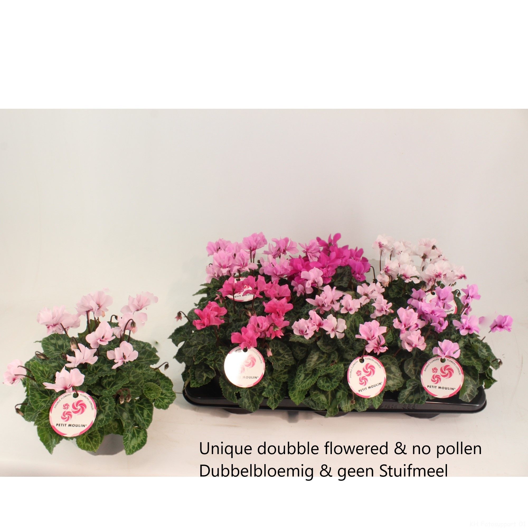 Cyclamen Petit Moulin, D 13 cm