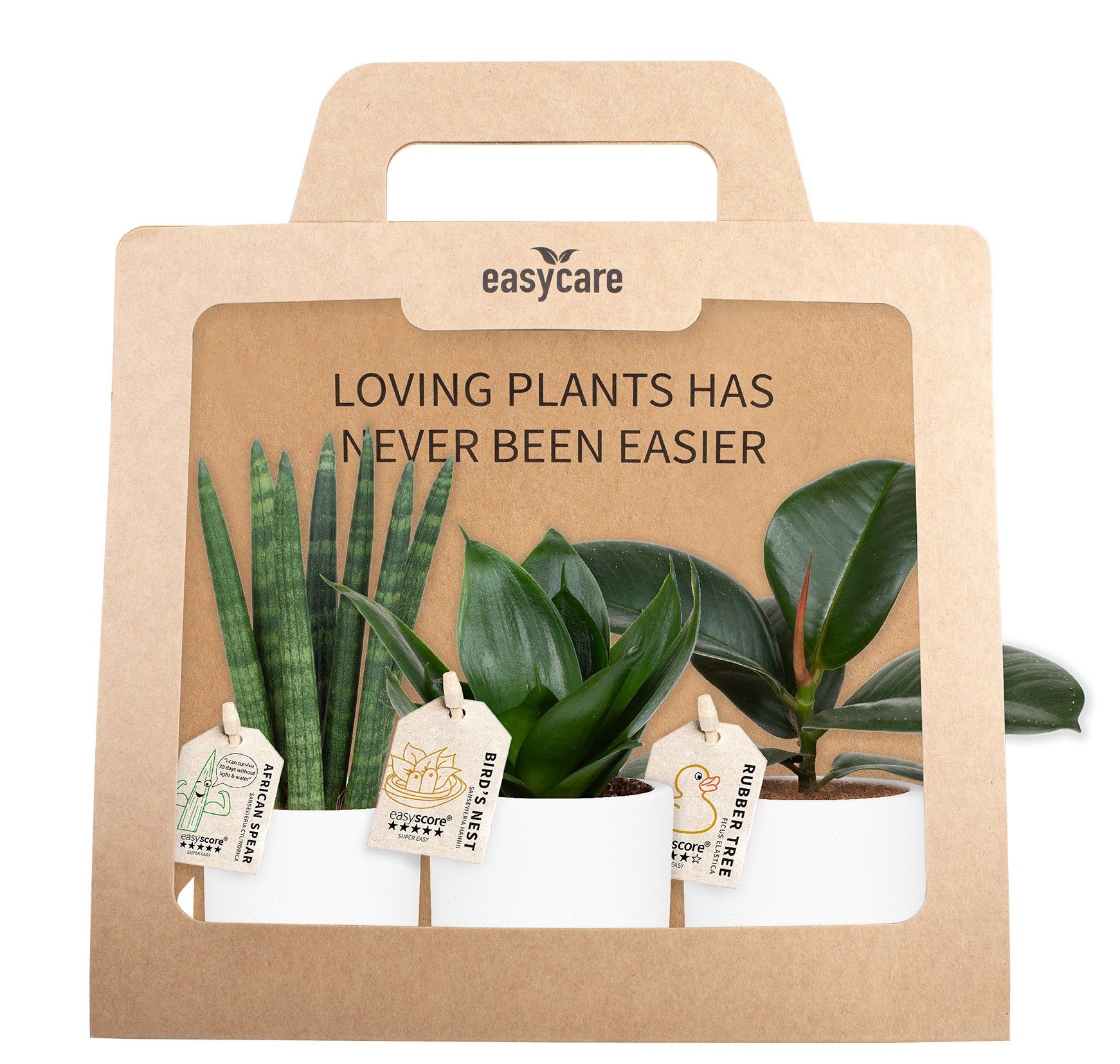 3-Pack Woodbase White, Cites Free, D 7