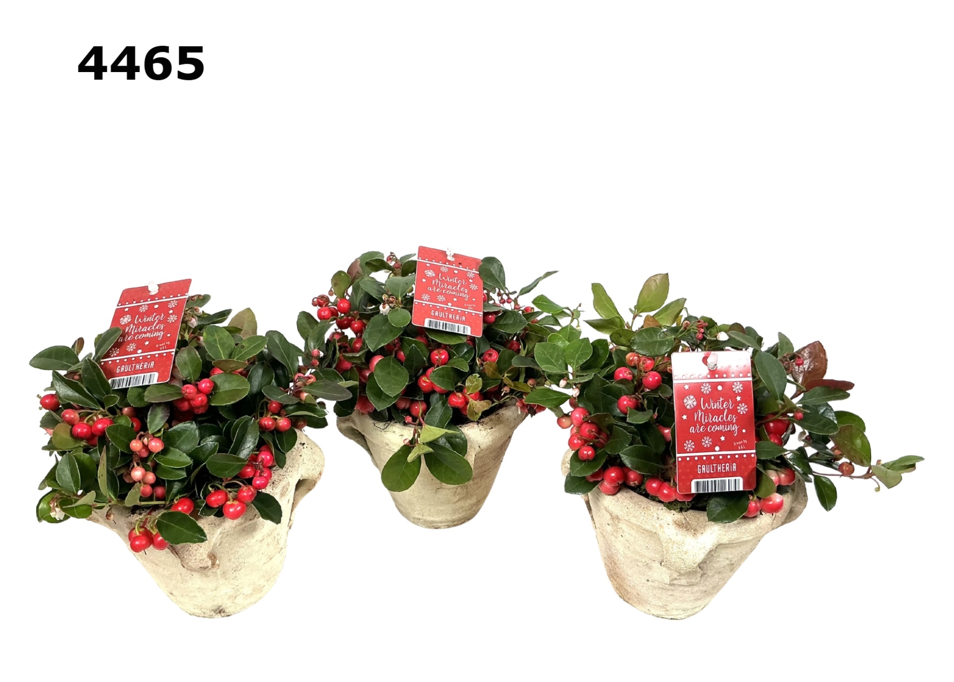 Gaultheria vieroor S, D 19 cm Gaultheria vieroor S, D 19 cm