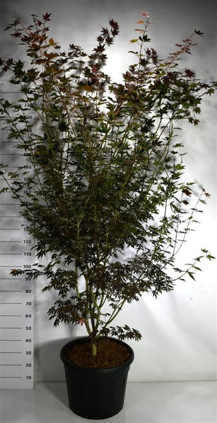 Acer pal. 'Trompenburg', D 55 cm