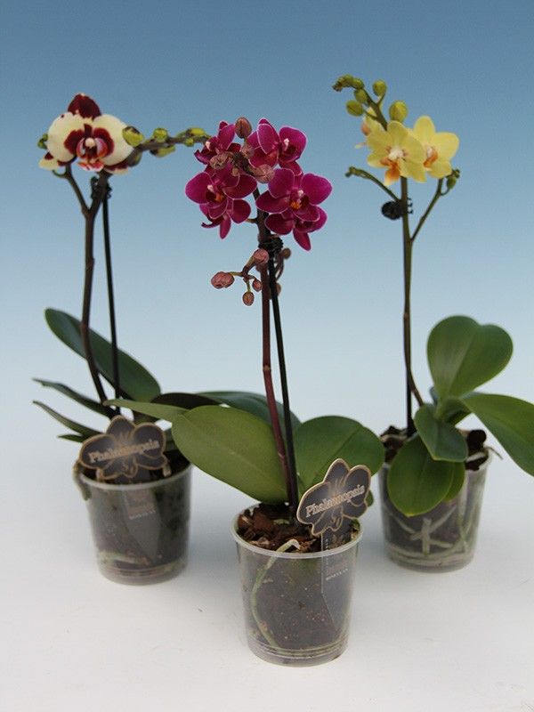 PHALAENOPSIS-HYBRID, D 9