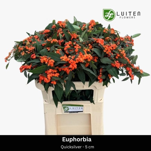 Эуфорбия куст. Квин Оф Оранж 70, шт.