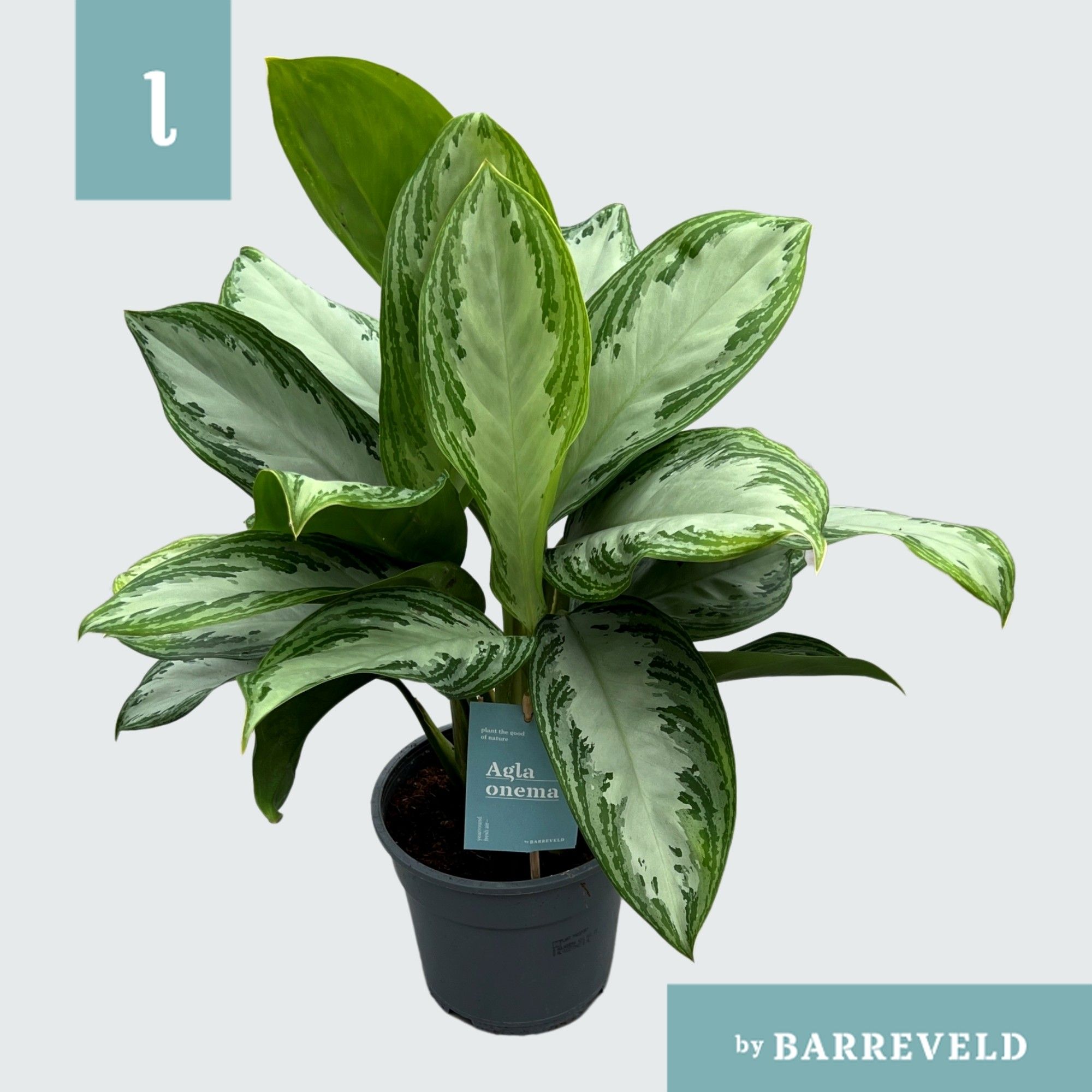 Green Agla 'Silver Bay' (Aglaonema), D 17