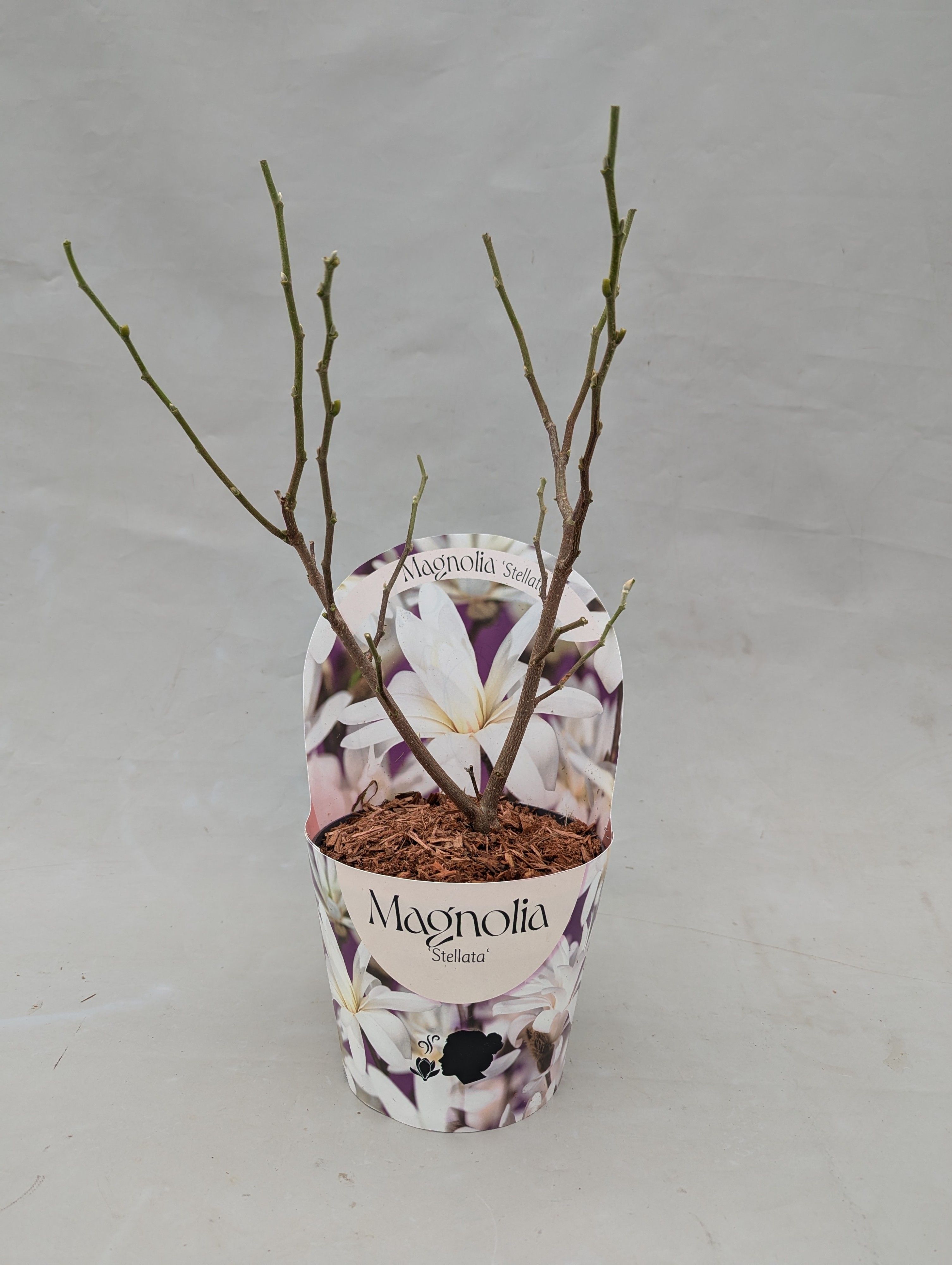 Magnolia 'Stellata' 17 cm in potcover, D 17
