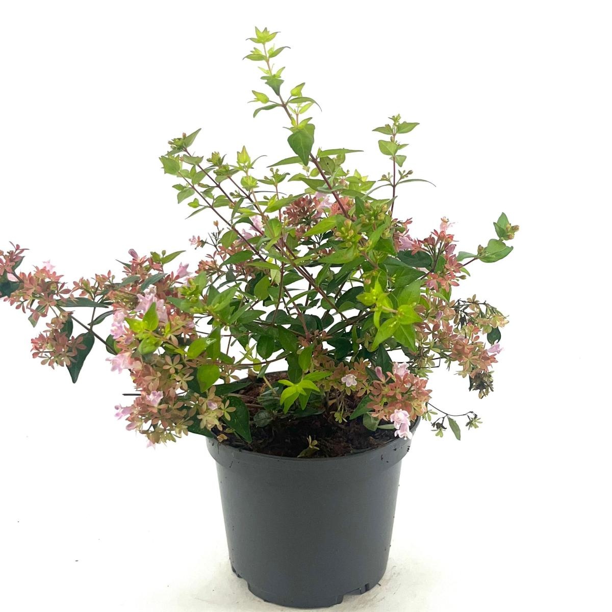 Abelia 'Raspberry Profusion', D 17
