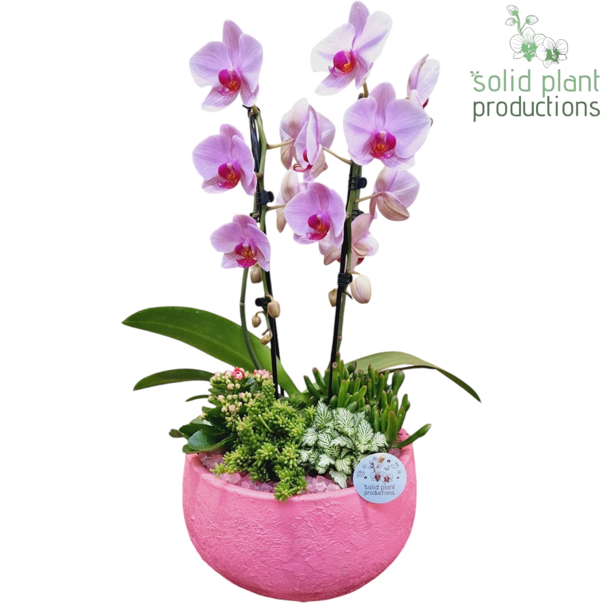 PH034 Esra Pink, D 28