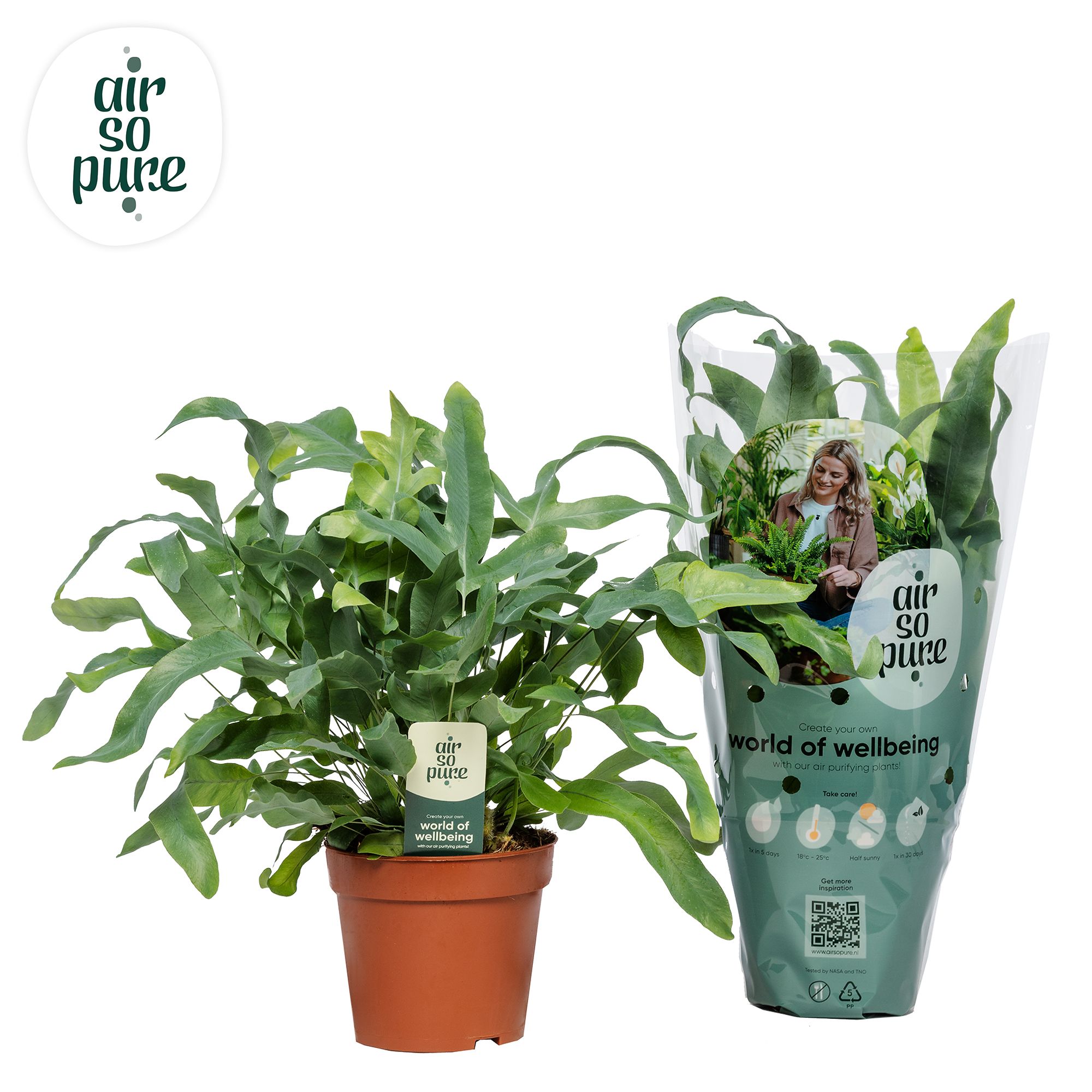 Phlebodium Blue Star - Air So Pure, D 12