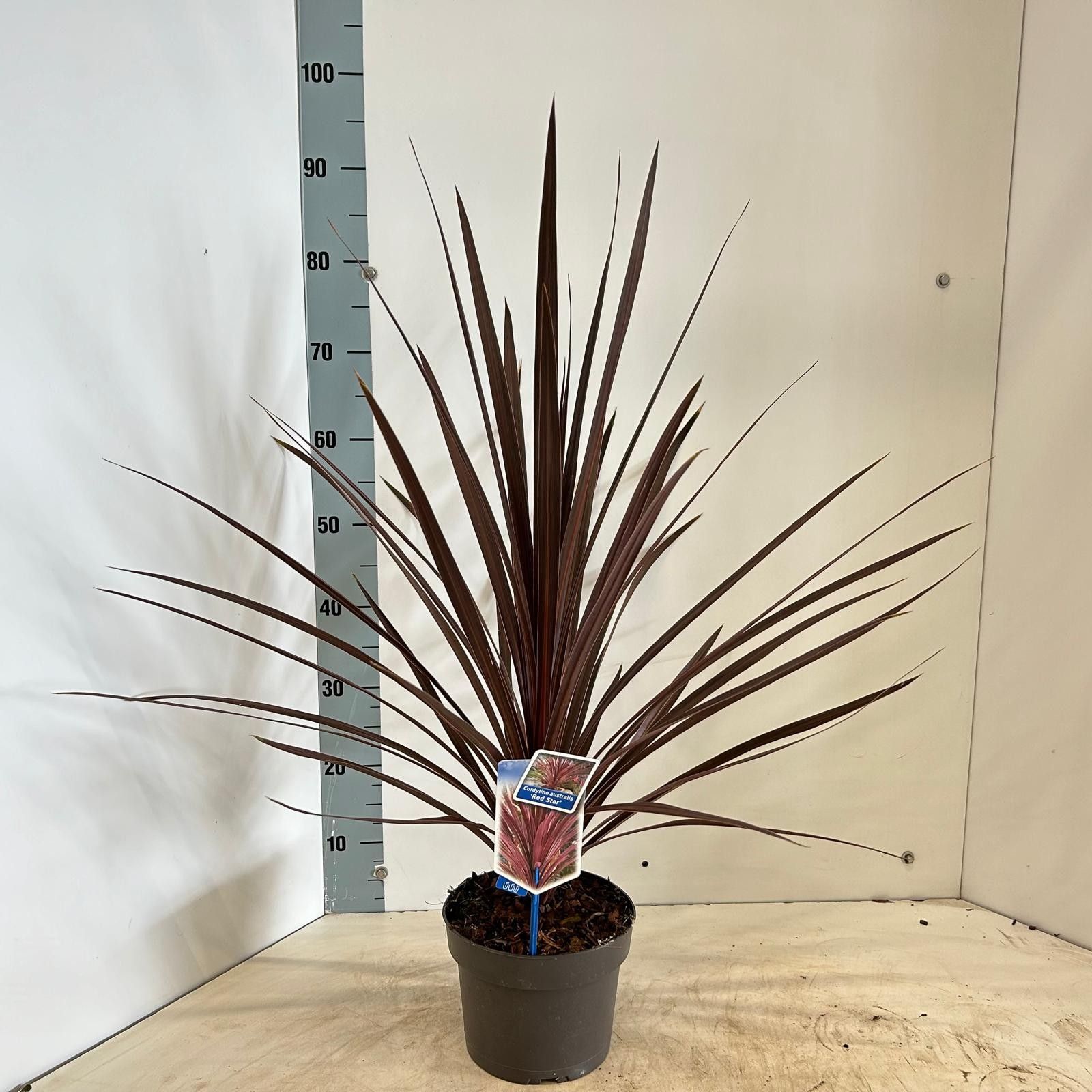 Cordyline australis 'Red Star', D 19 cm