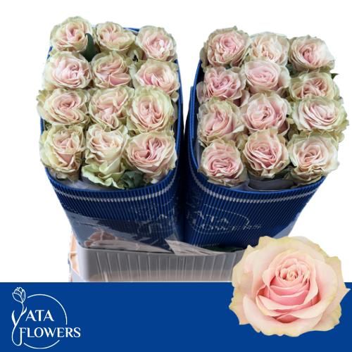 Роза од. Пинк Мондиаль 70 (светло-роз.), шт.