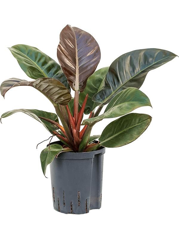 Philodendron 'Imperial Red', D 18