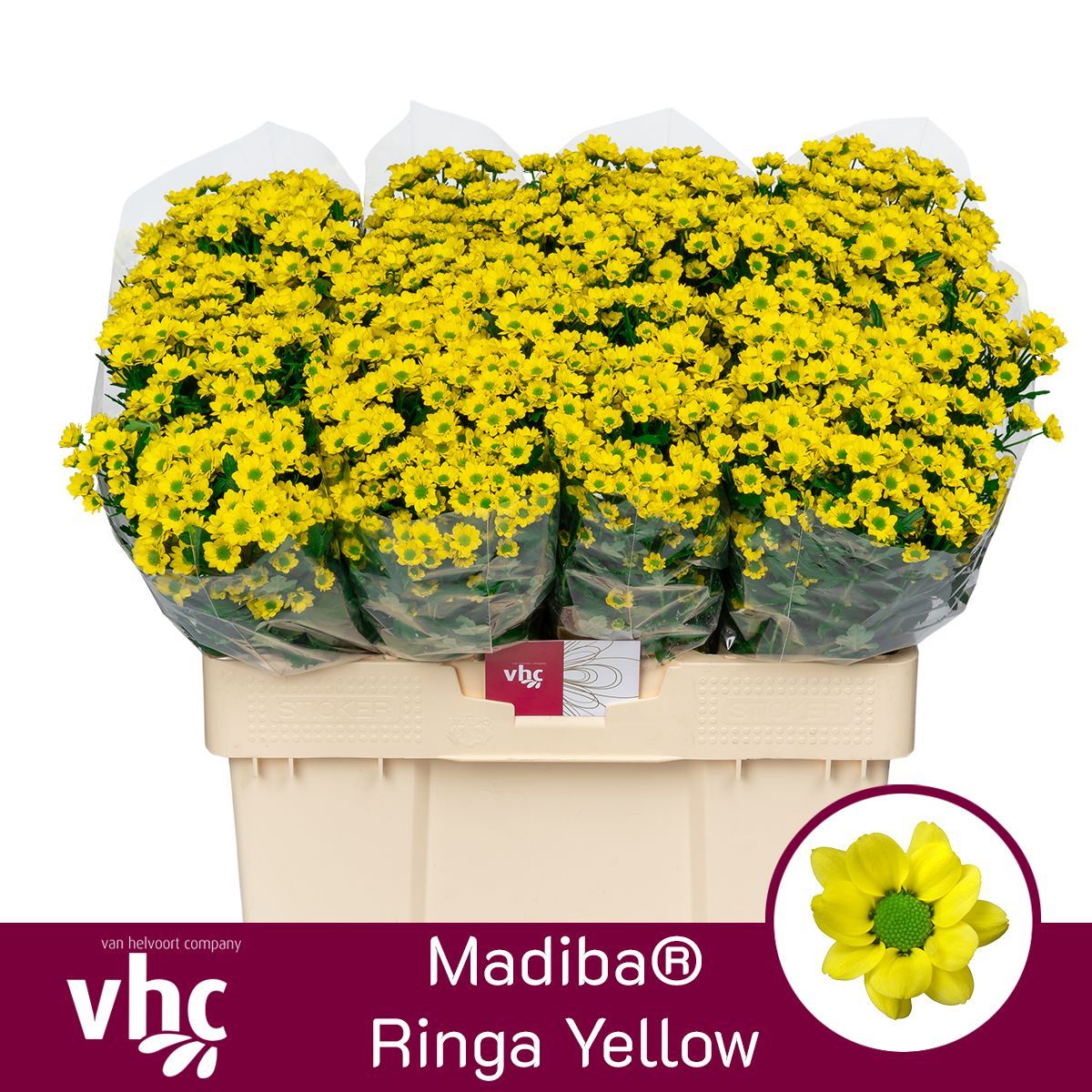 Сантини Мадиба Ринга Еллоу, шт.