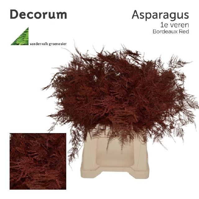 Аспарагус Овериг Крашеный (краш. ) 45, шт.