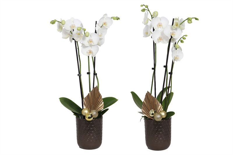 Vera p12 symmetric bronze Phal white 3+T, D 12