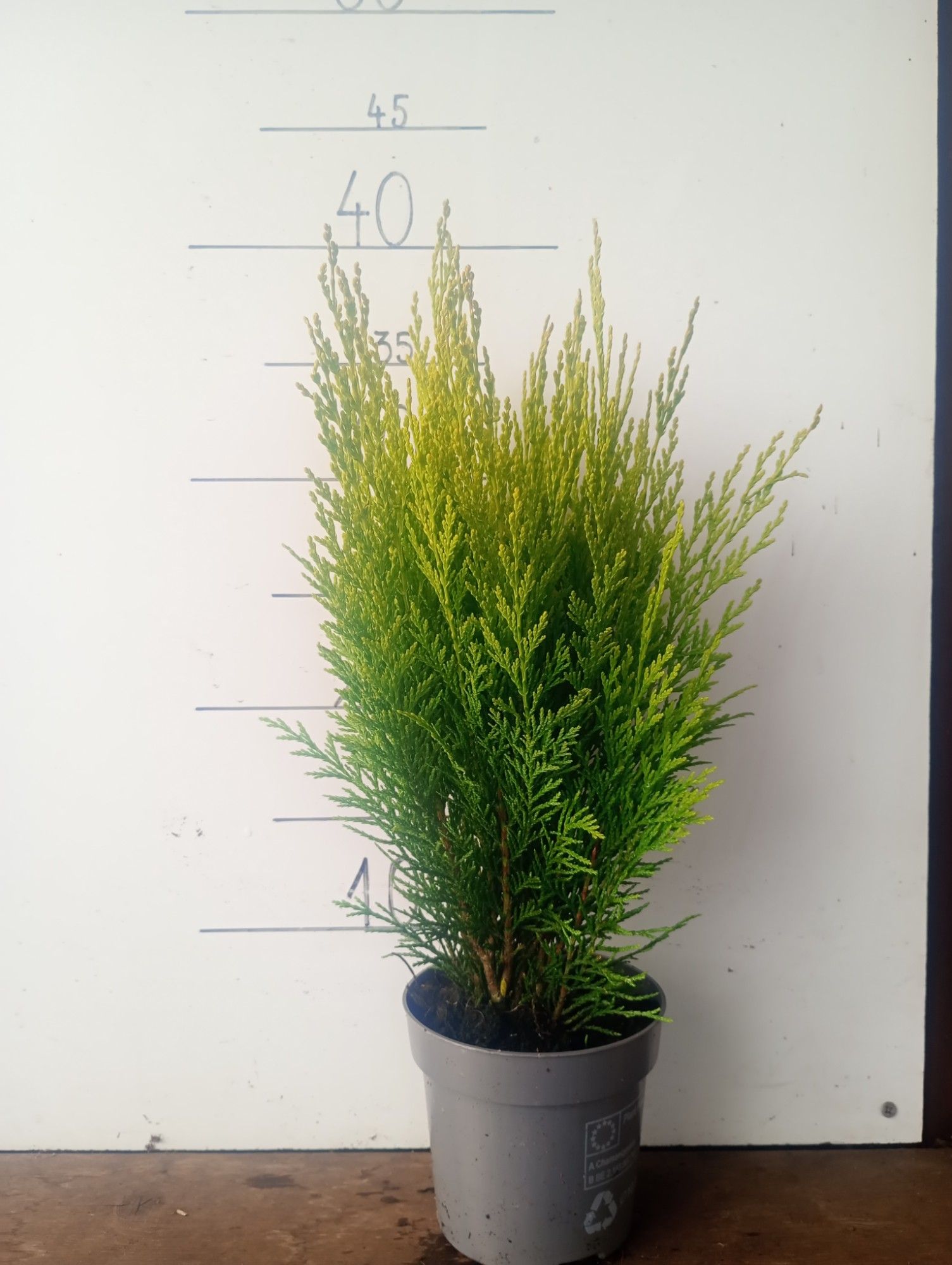 Chamaecyparis lawsoniana 'Broomhill Gold', D 11 cm