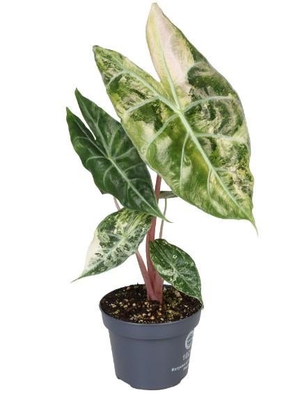 ALOCASIA CUPREA NAIROBI', D 12