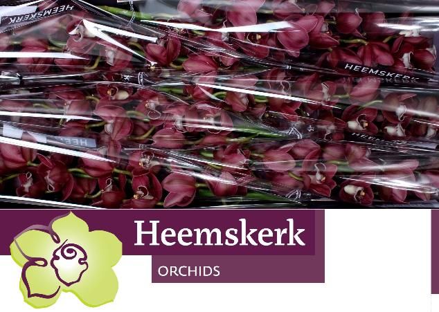 Цимбидиум Хейдс x6 80, шт.