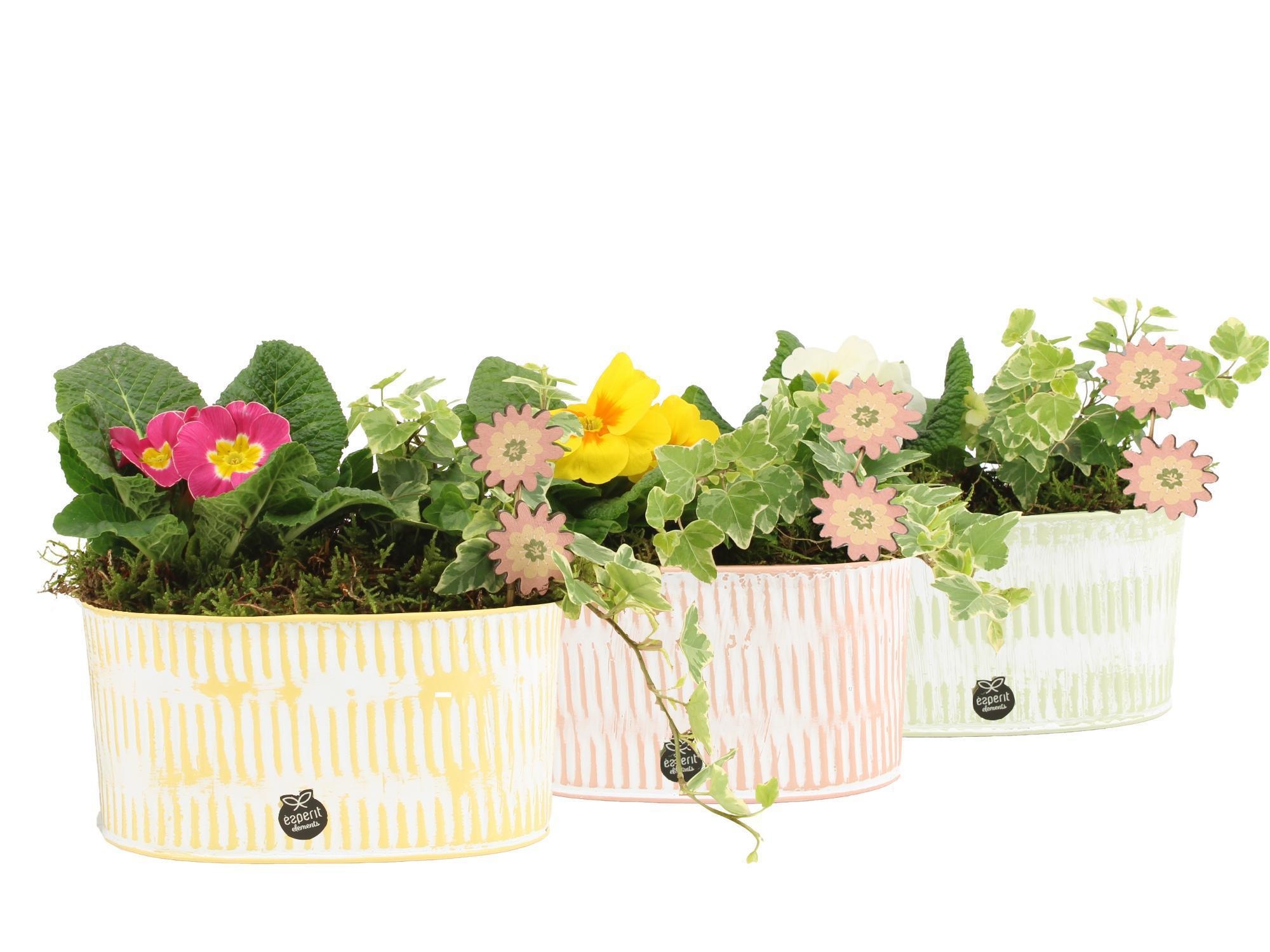 11659: Outdoor spring arrangement, D 19 cm