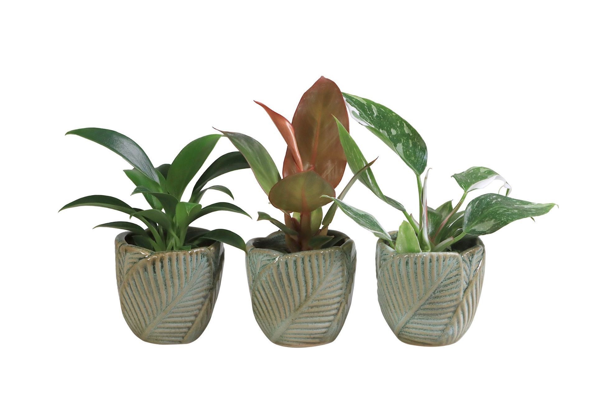 L 65963 with Philodendron Mix 6 cm, D 6