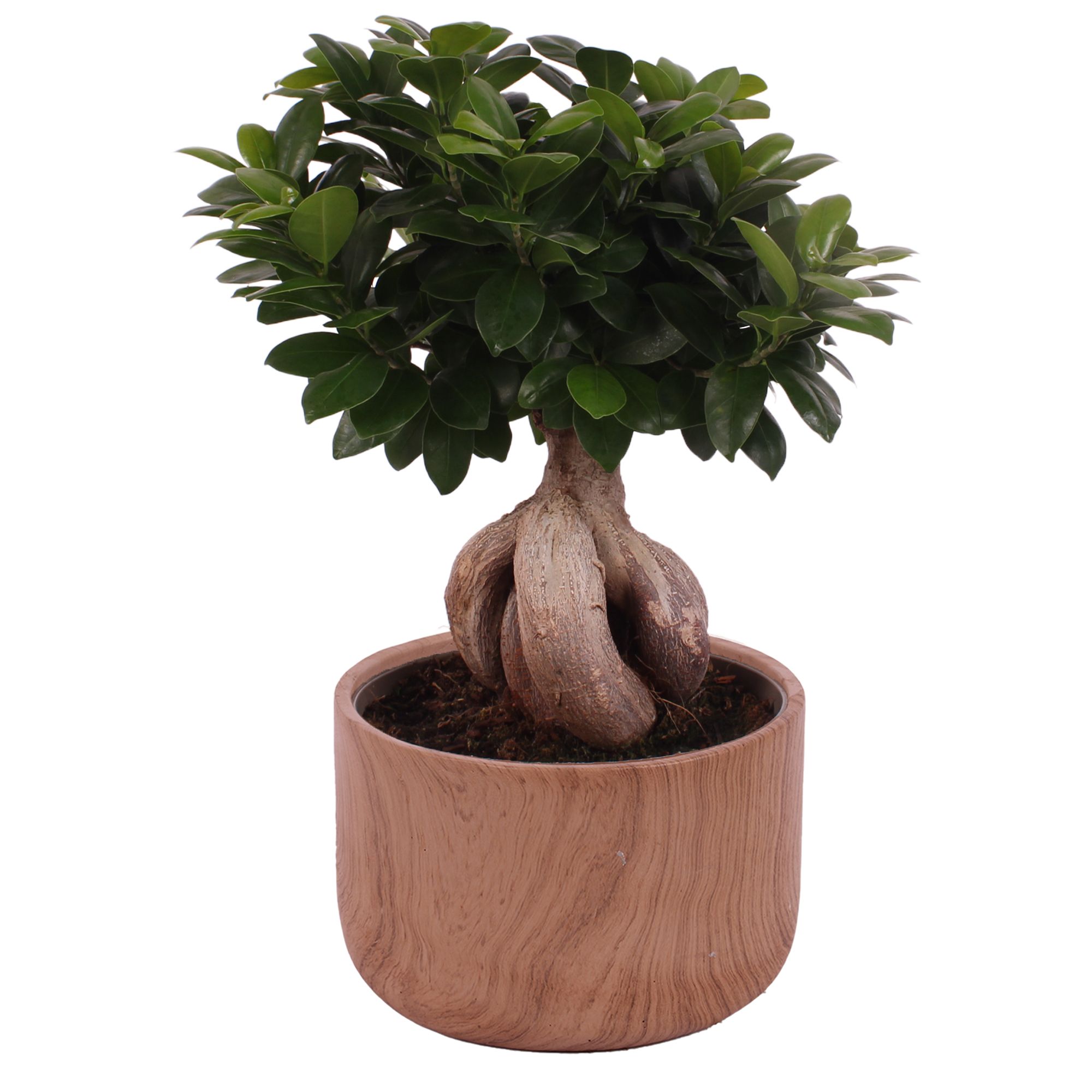 Ficus m. Ginseng Ball Shape Ø22cm in Ø24cm Ceramic NT565, D 24
