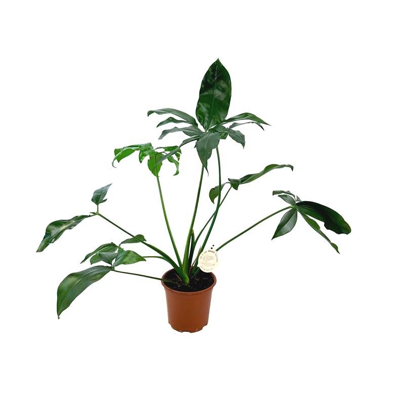 PHILODENDRON-HYBRID, D 19