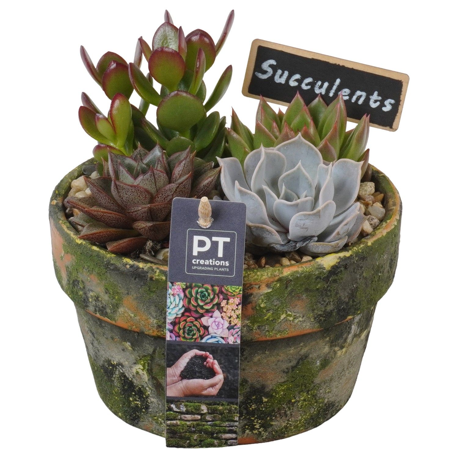 PTSU8431 Arrangement Succulenten in terracotta schaal, D 15