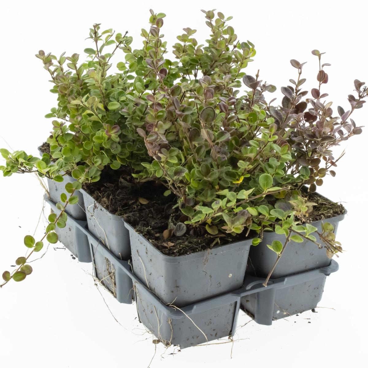 Lonicera crassifolia 'Little Honey', D 9