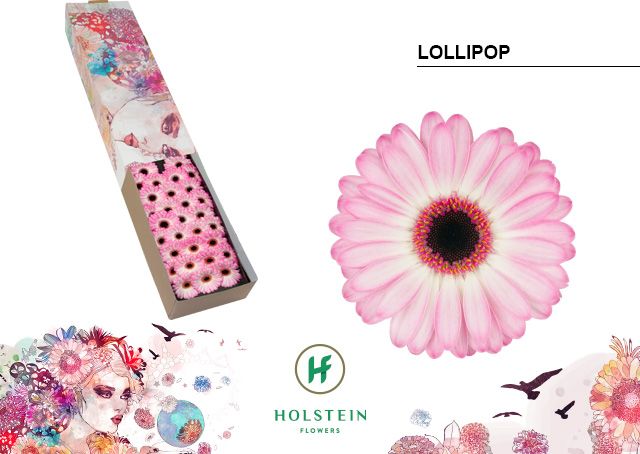 Гермини Лоллипоп x60, шт.