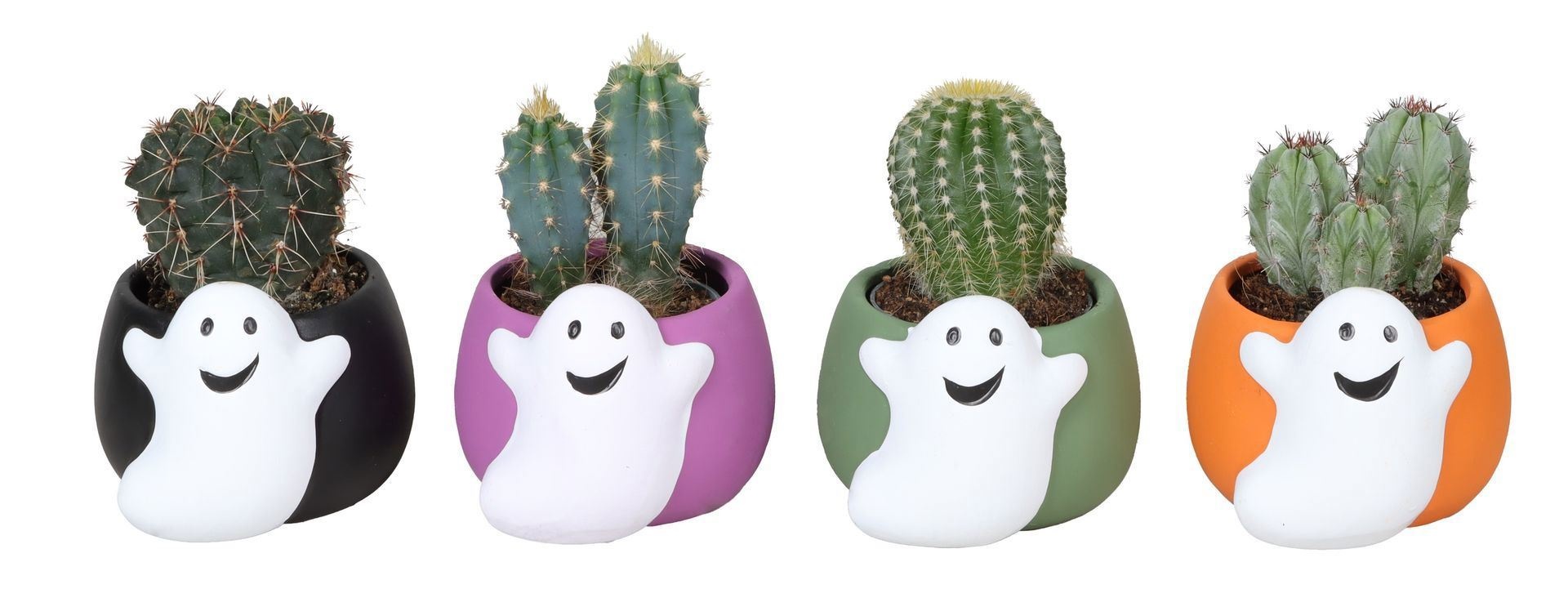 L 67391 With Cactus Mix 6 cm, D 6