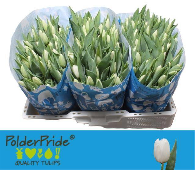 Тюльпан од. Ланка (бел.), шт.