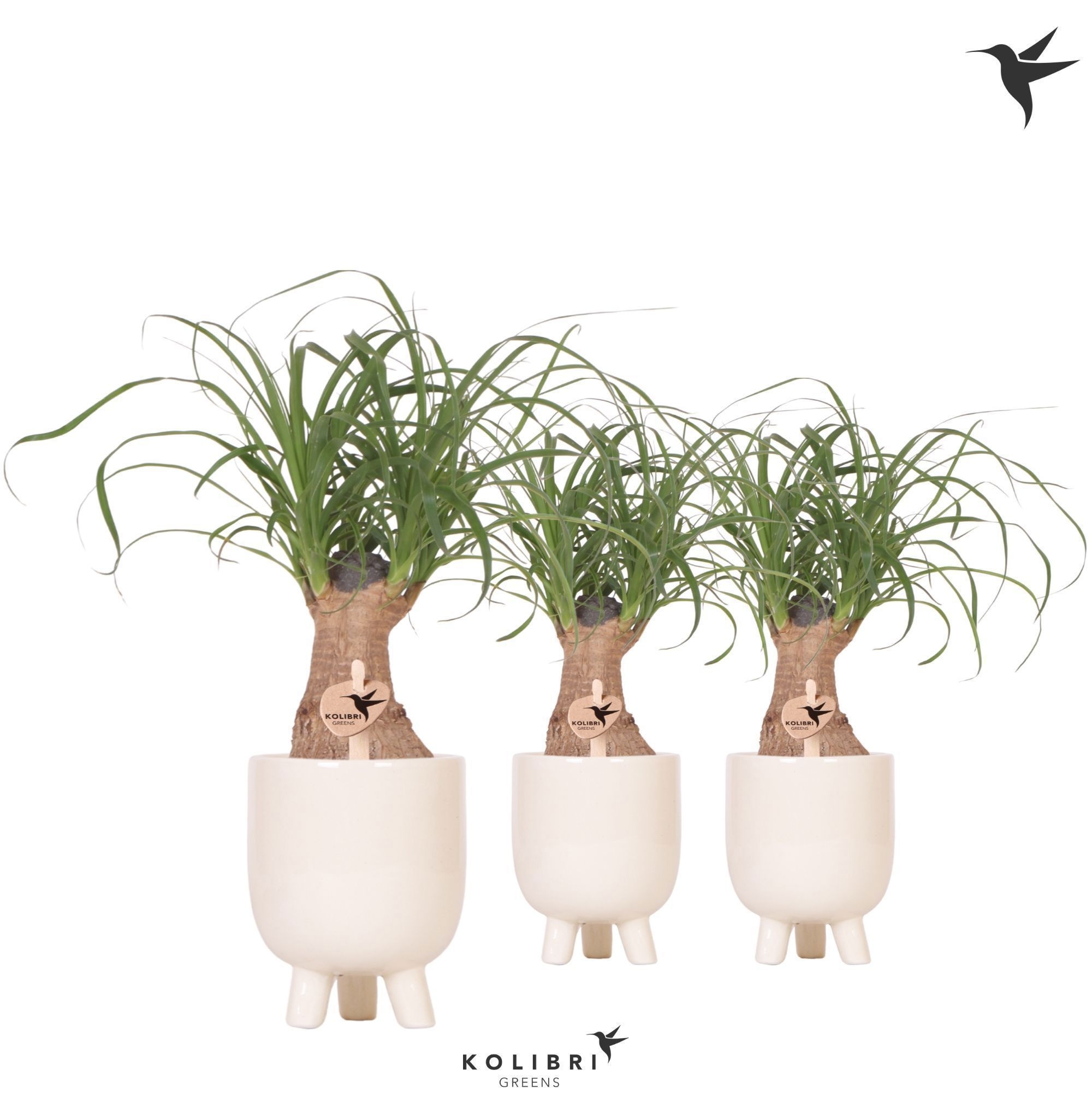 Kolibri Greens Beaucarnea in Gummy pot travertine, D 9