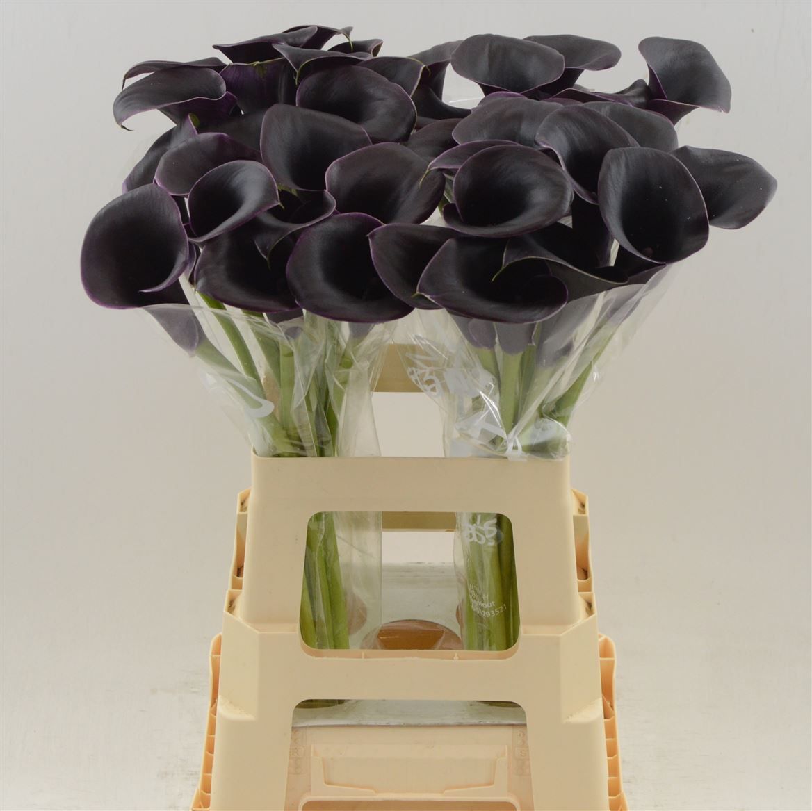 Калла Кантор 70, шт.