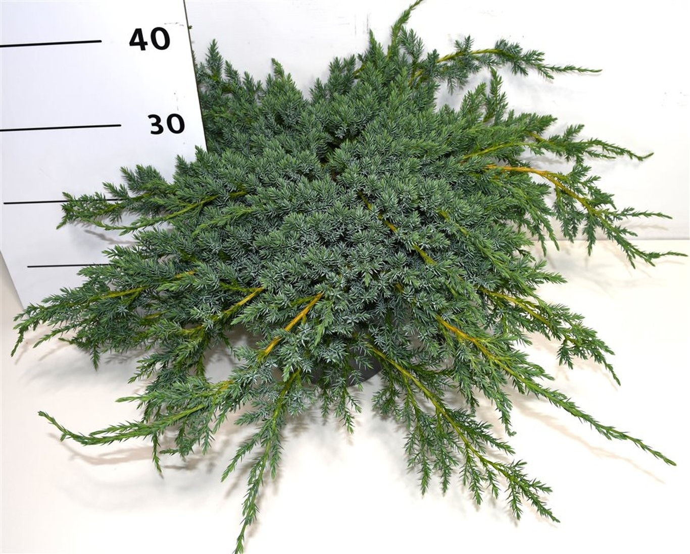 Juniperus squamata 'Blue Carpet', D 23