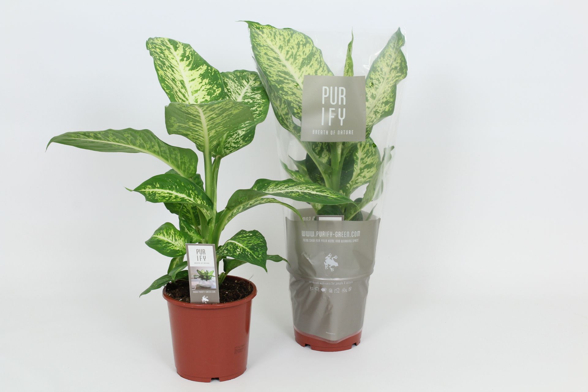 Purify Dieffenbachia Mars 17 cm, D 17