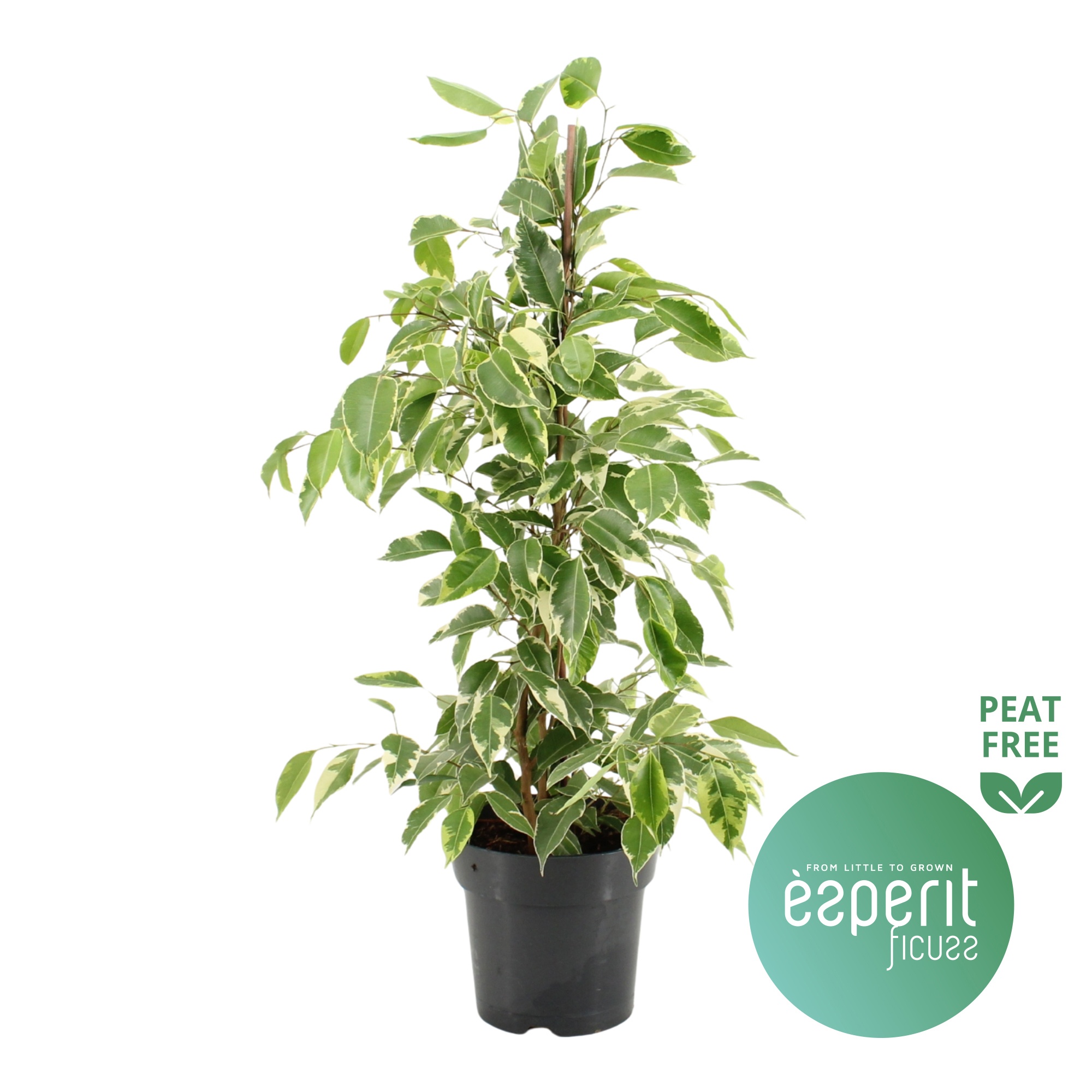 Ficus benjamina Golden King, D 17