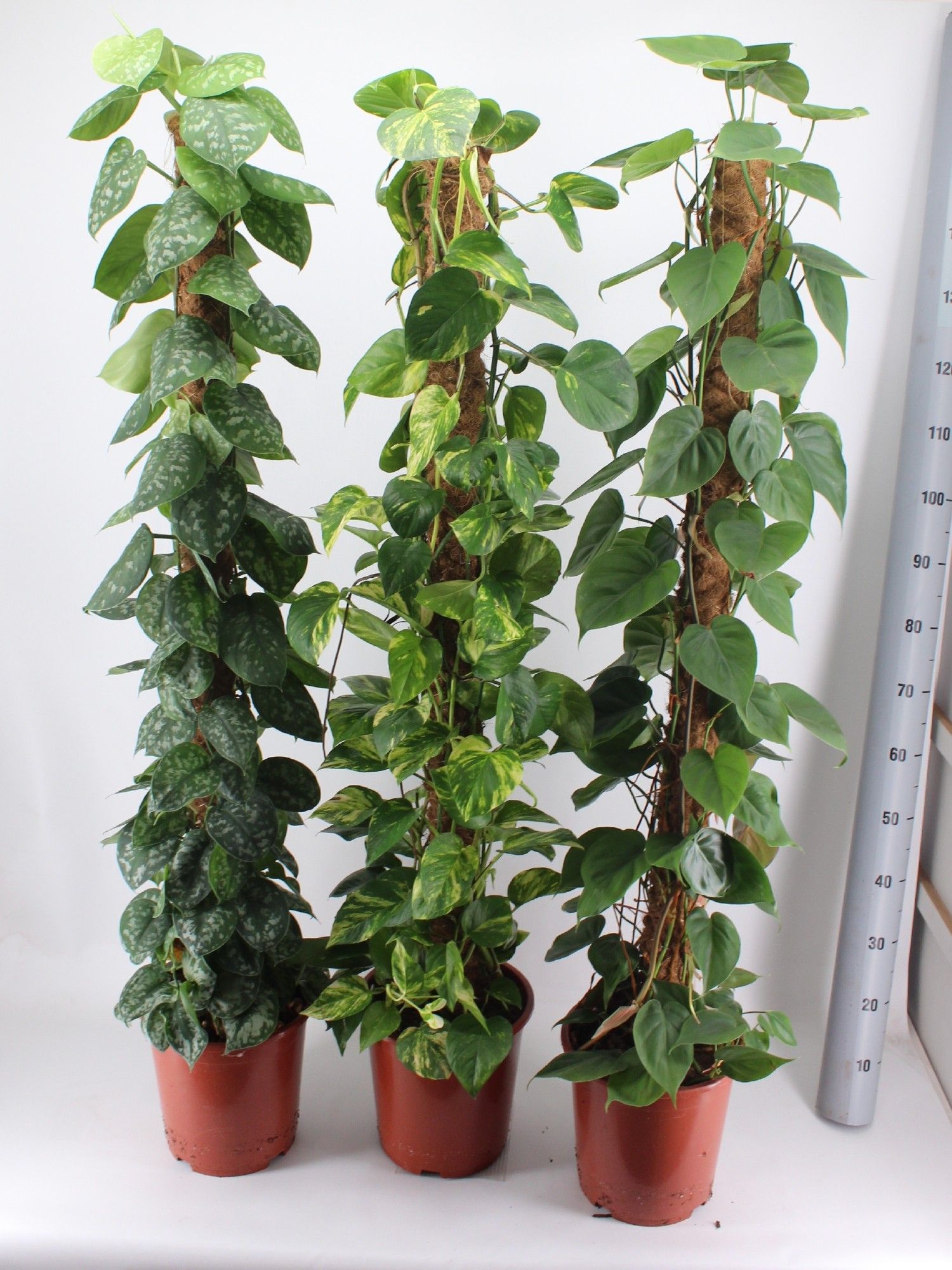 EPIPREMNUM MIX 150CM, D 27