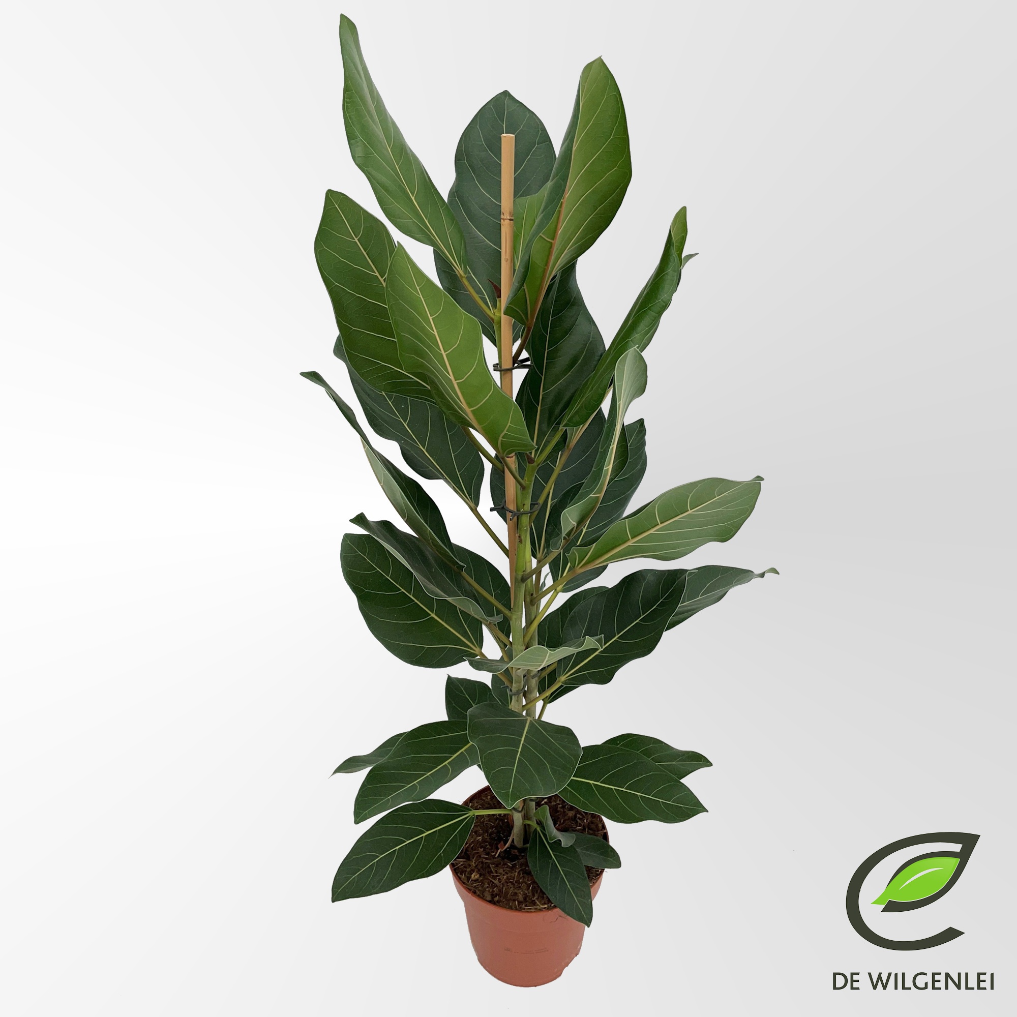 Ficus benghalensis 'Joy'® p21, D 21