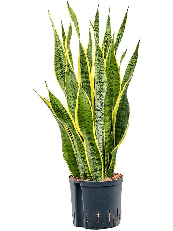 Sansevieria trifasciata 'Laurentii', D 22