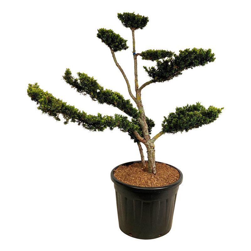 Taxus cuspidata nana, D 55