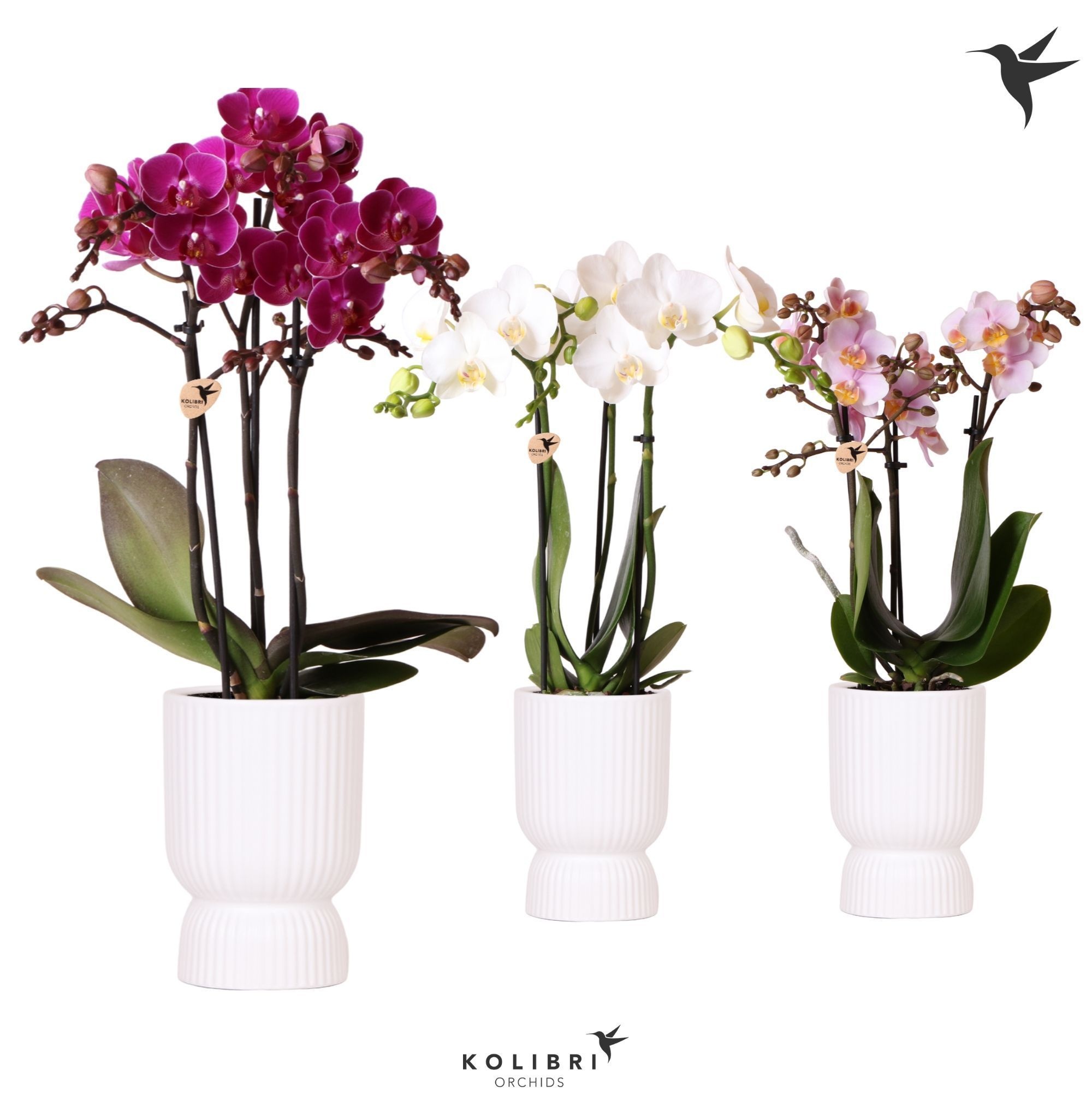 Kolibri Orchids Phalaenopsis mix 3 spike in Diabolo pot white, D 9