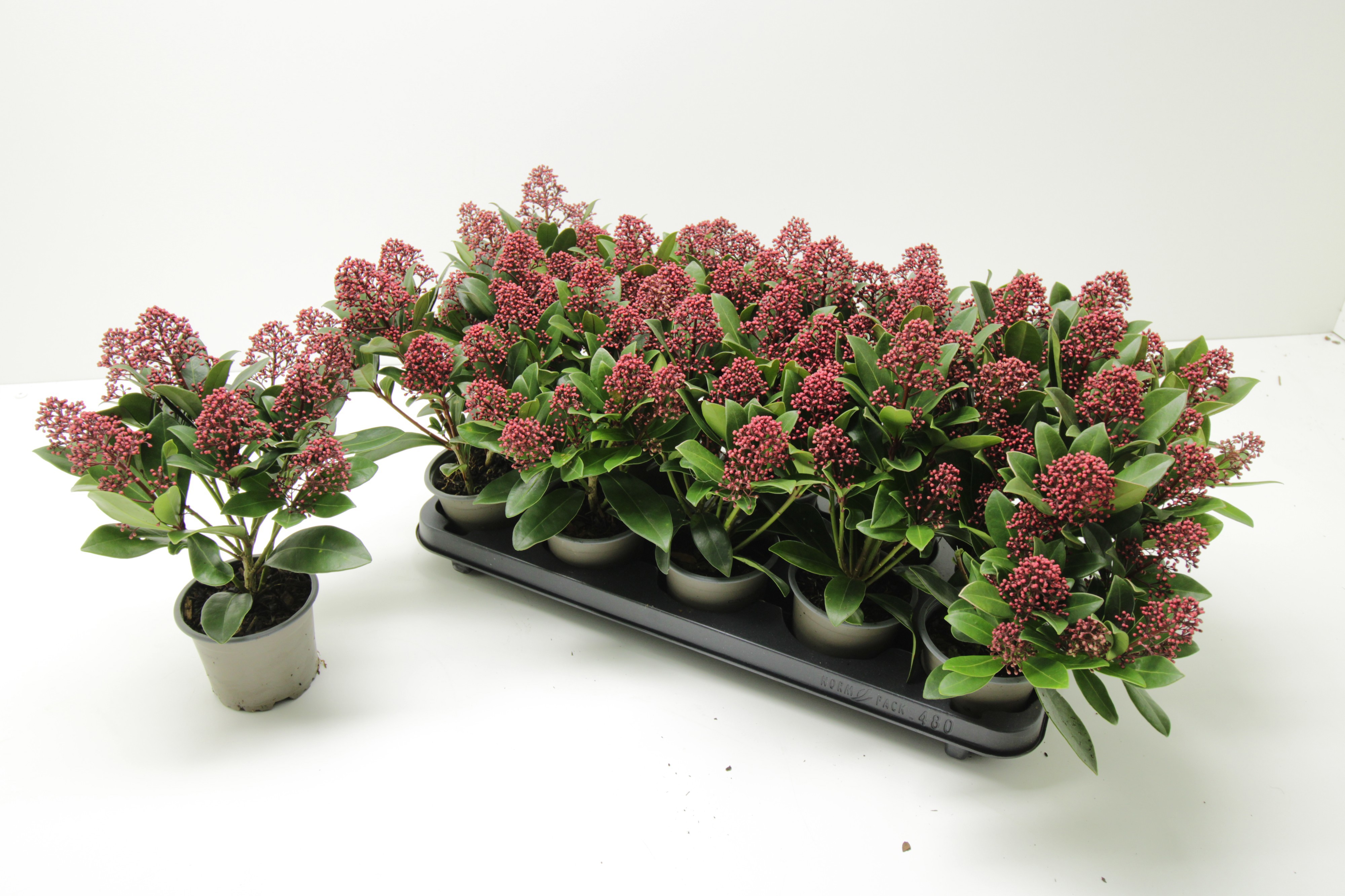 Skimmia Japonica Rubella 9+, D 10,5