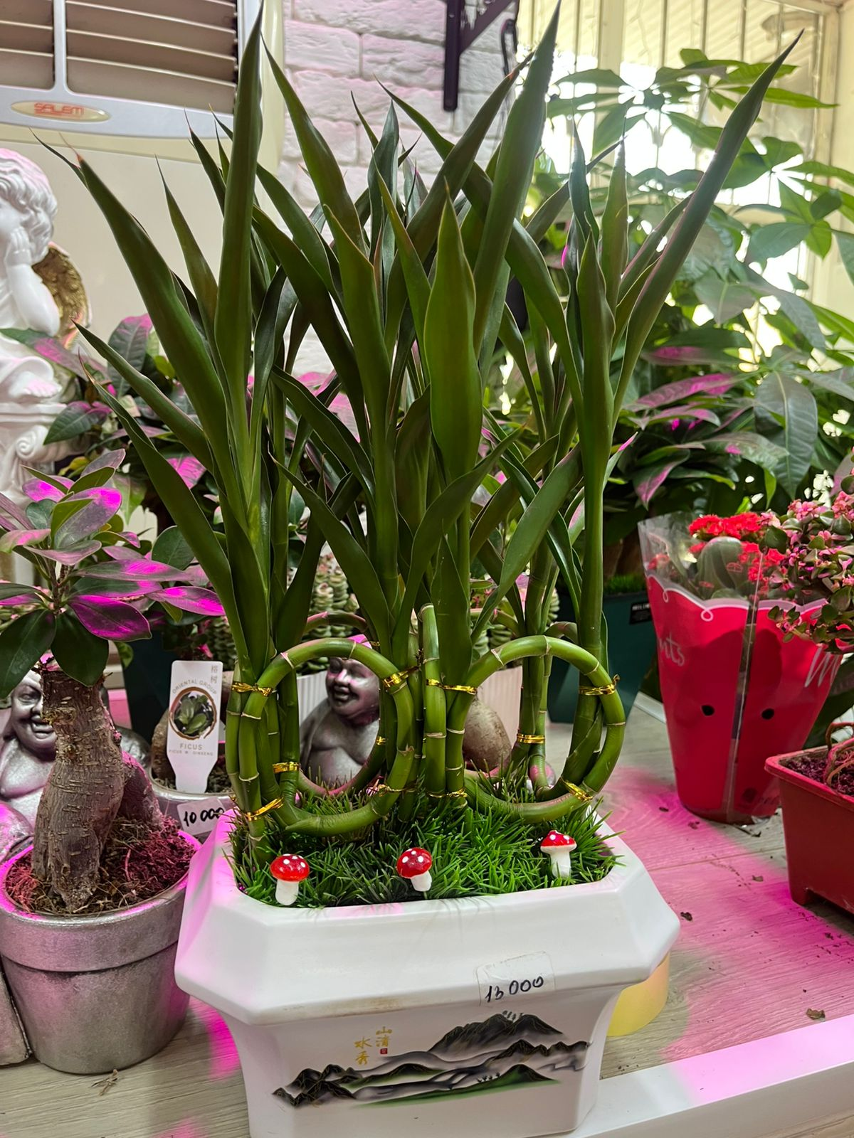 Драцена сандериана Лаки Бамбук Бонсай Плант 18.5 18,5 48