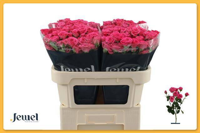 Роза куст. Лавли Лидия 70 (ярко-роз.), шт.