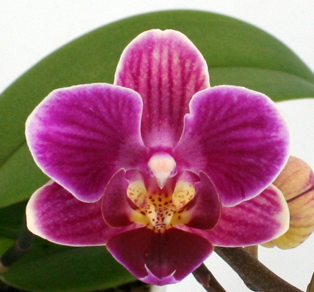 Phal. 4 tak 'Caracas' 9 cm Topf 'Table Dance', D 9