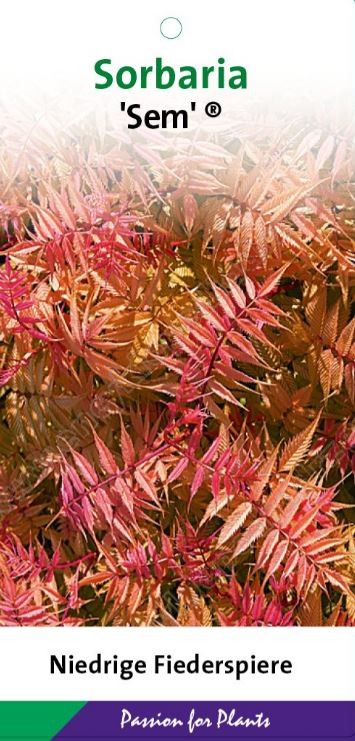 Sorbaria sorbifolia 'Sem' 40-50C5, D 23 cm