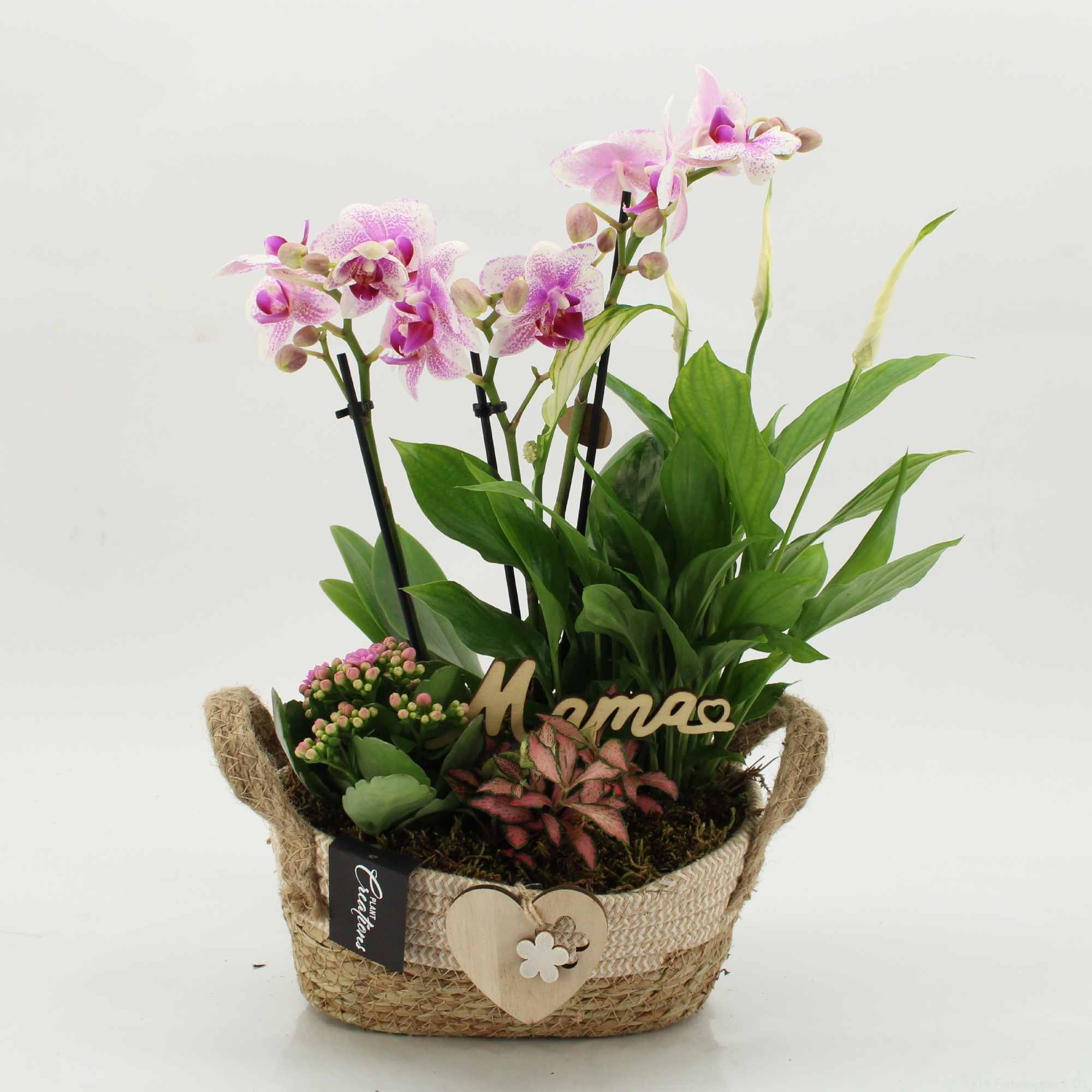 PHALMD-2619RZ Mother's day Phalaenopsis, D 24