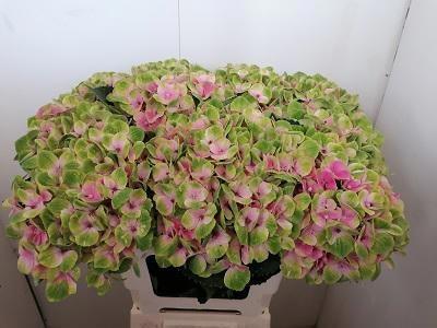 Гортензия Мэджикал Аметист 60, шт.
