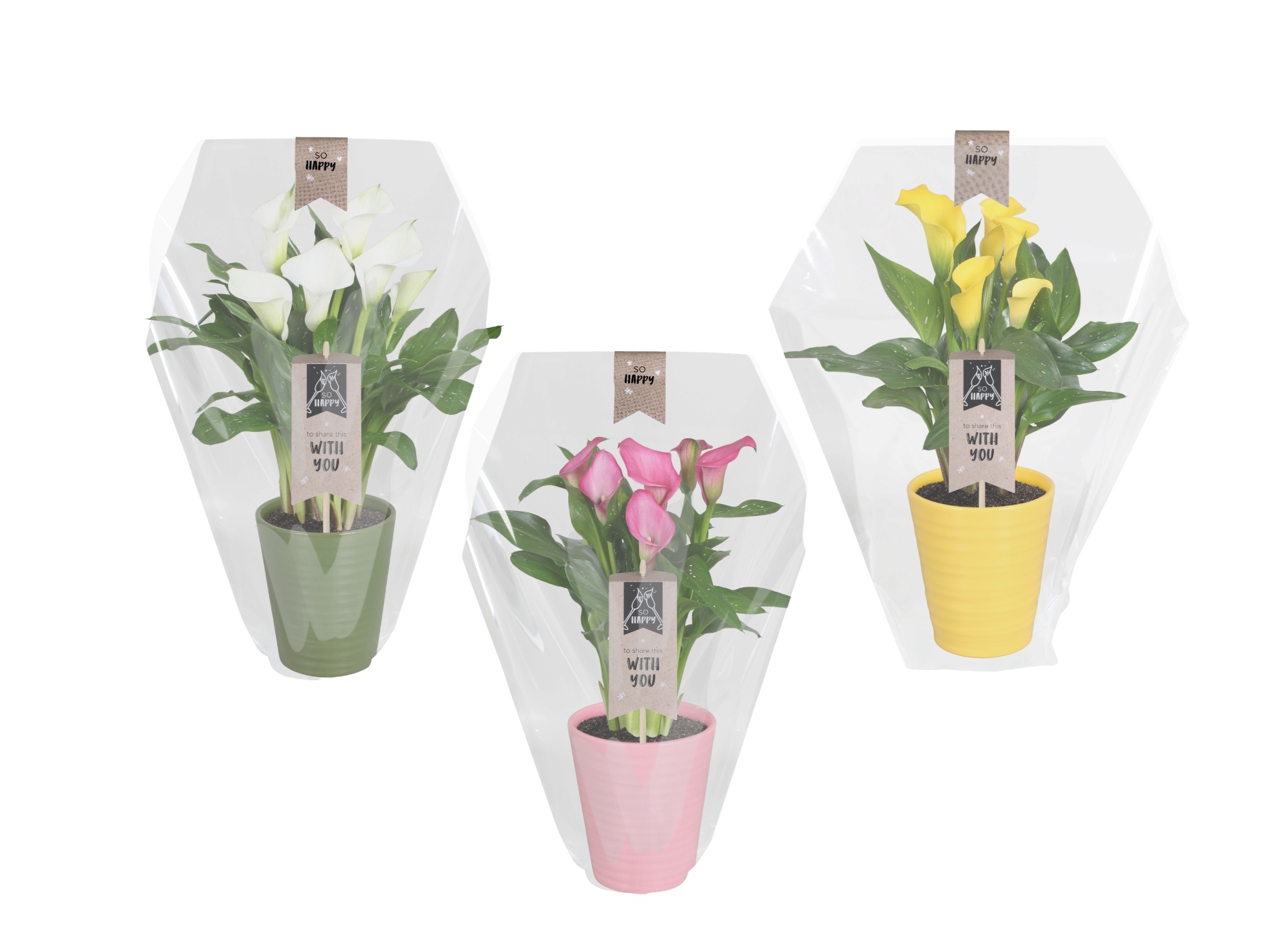 Zantedeschia gemengd Calla mix in Esmee keramiek, D 14
