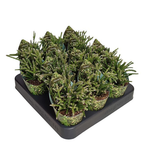 RHIPSALIS PILOCARPA - POT Ø 6,5 WITH POTCOVER (CACTUS), D 6,5